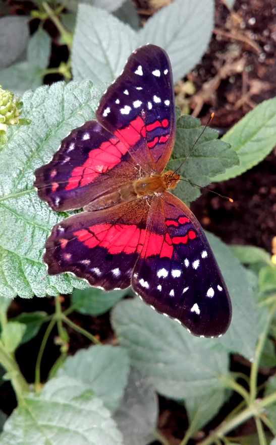 Scarlet peacock_male