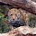 Leopard Popular Animals HD New Tabs Theme