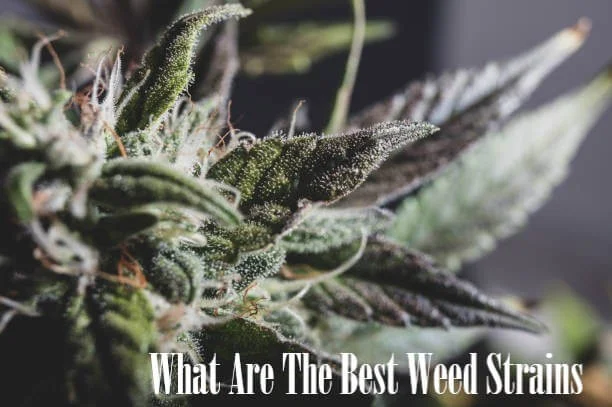 What are The Best weed strains: How to choose one?