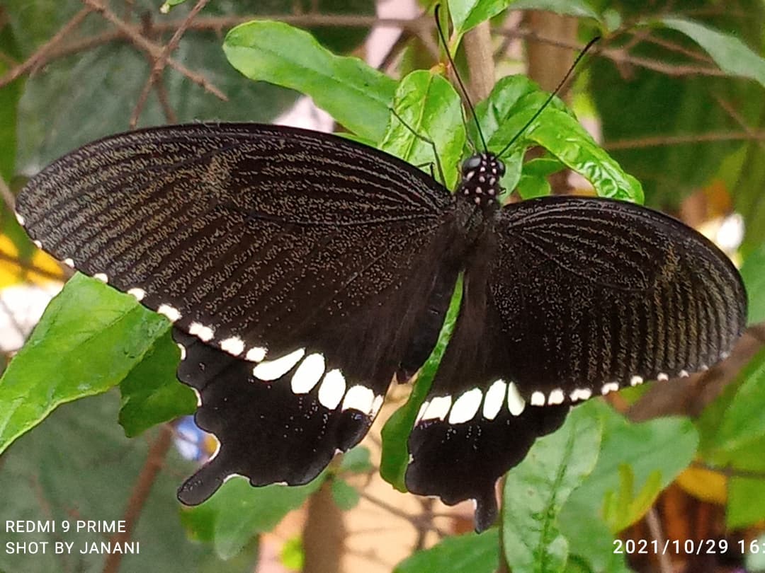 Common mormon ♂️