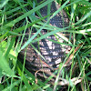 9 banded armadillo