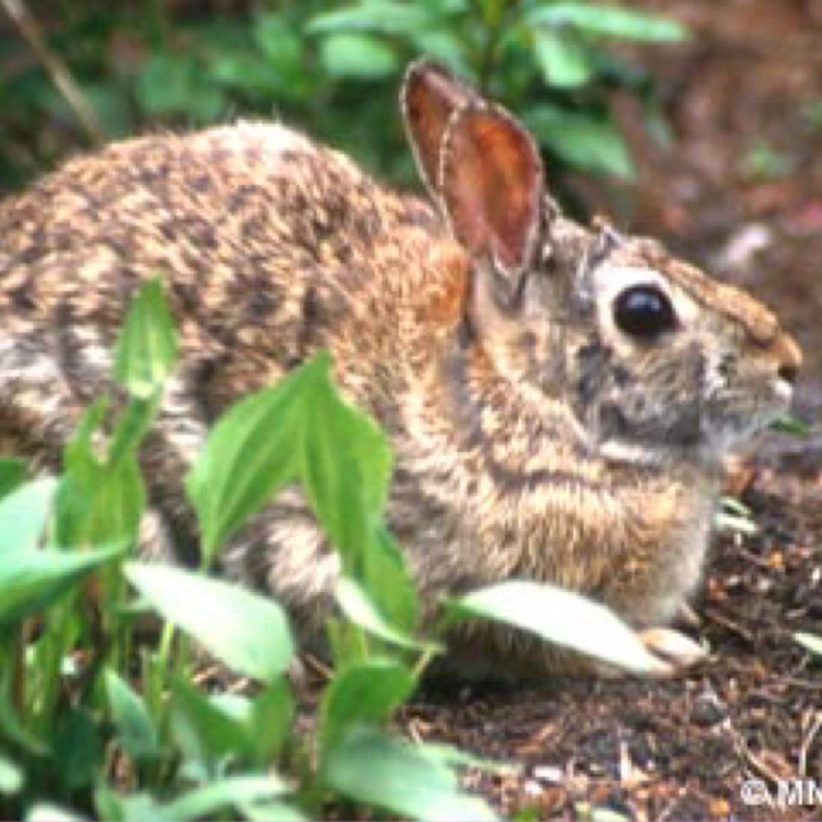 Eastern cottontail