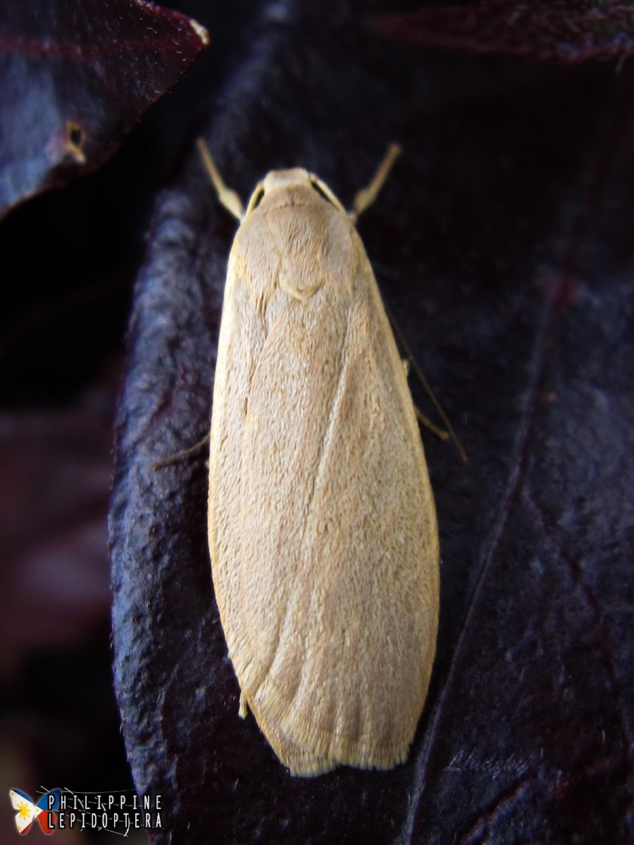 Erebid Moth