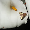 Slender Burnished Brass or Golden PlusiaMoth