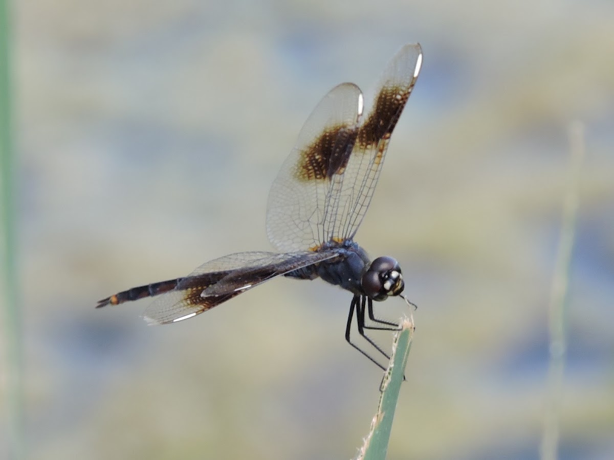 Four-spotted Pennant Dragonfly (male)