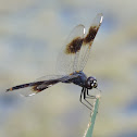 Four-spotted Pennant Dragonfly (male)