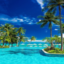 Sea and coconut tree wallpaper