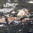 Crust fungi