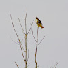 Red-tailed Hawk