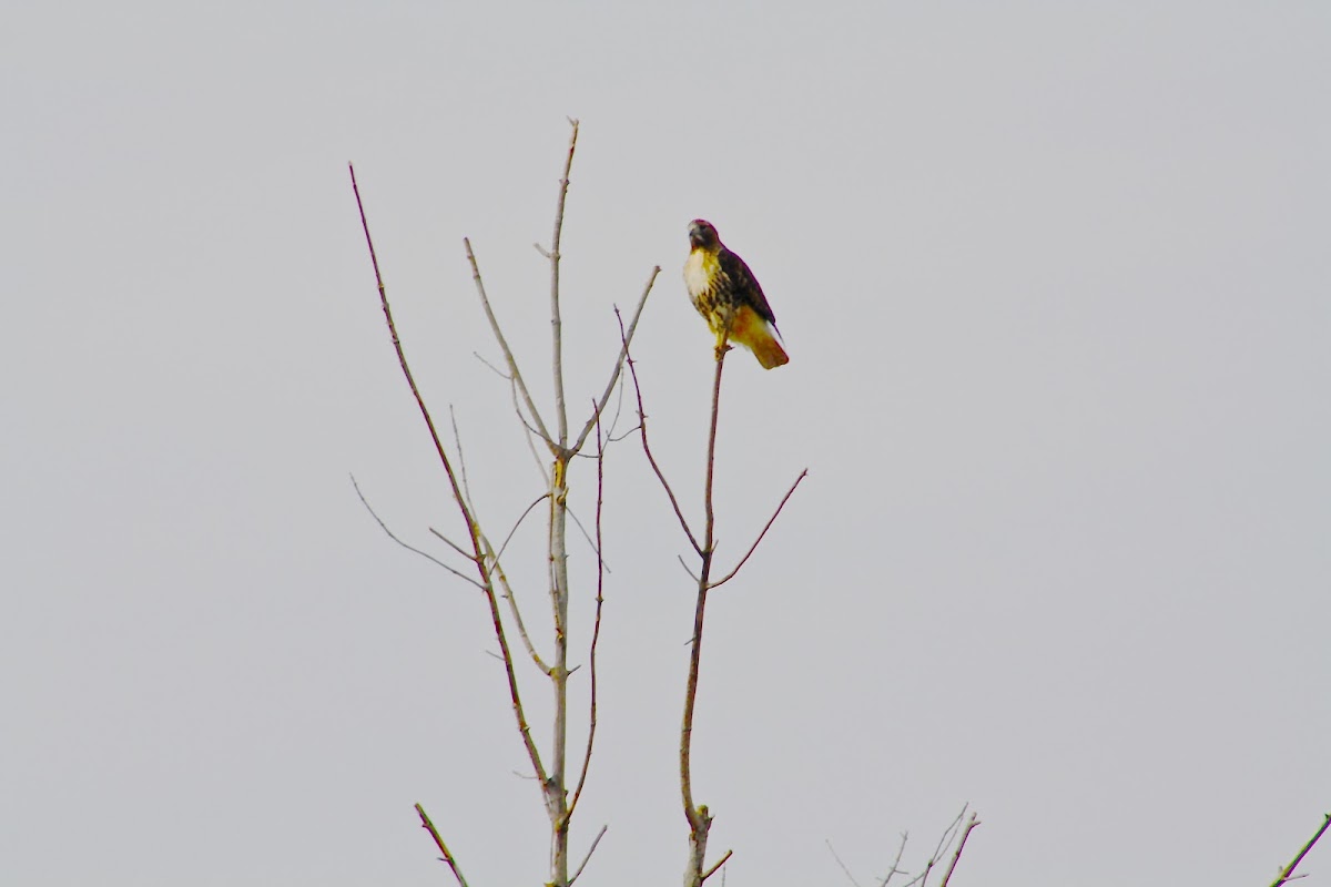 Red-tailed Hawk