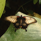 Great Mormon Butterfly---- female