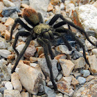 Texas Brown Tarantula