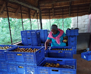 Peaches are manually sorted at the farm.