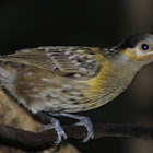 Macleay's Honeyeater