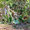 Prickly pear cactus