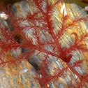 Red Algae