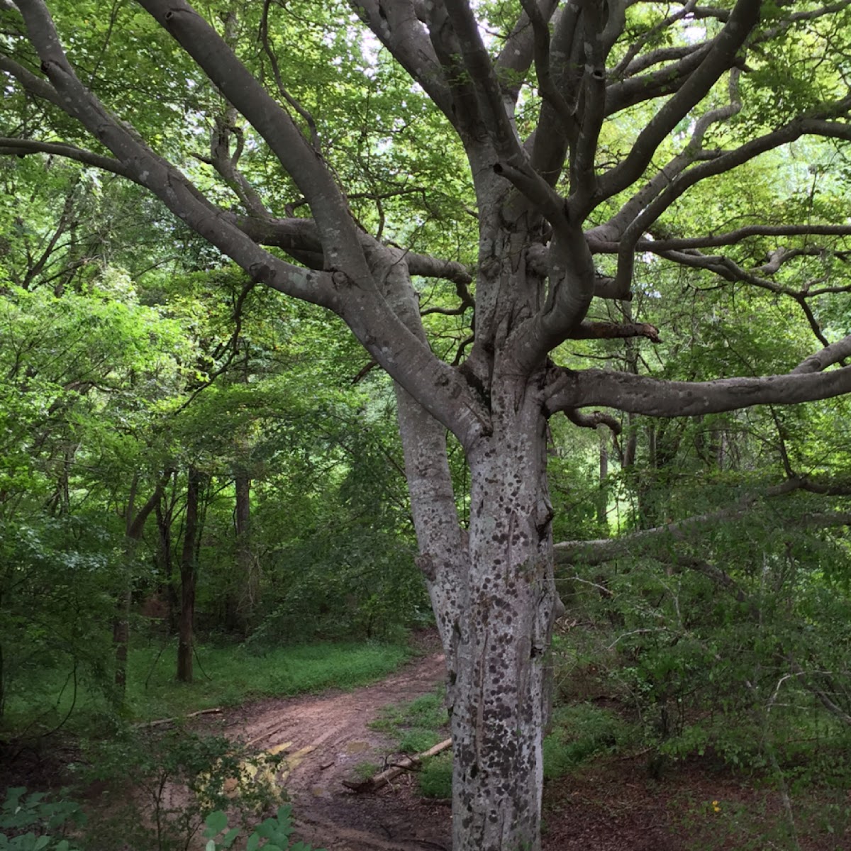 American beech