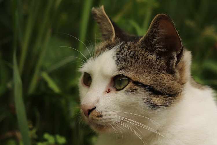 フィットの談山神社 東大門・にゃんこ🐱ダム・にゃんこ🐱可愛いです😊・にゃんこ🐱とコラボ・猫に癒された人いいねお願いしますwに関するカスタム事例の投稿画像17枚目