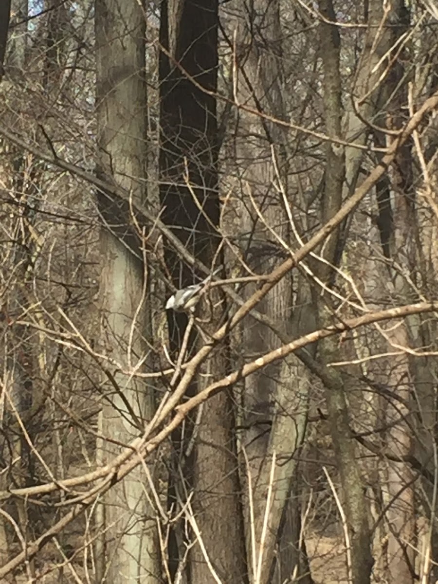 Black-capped Chickadee