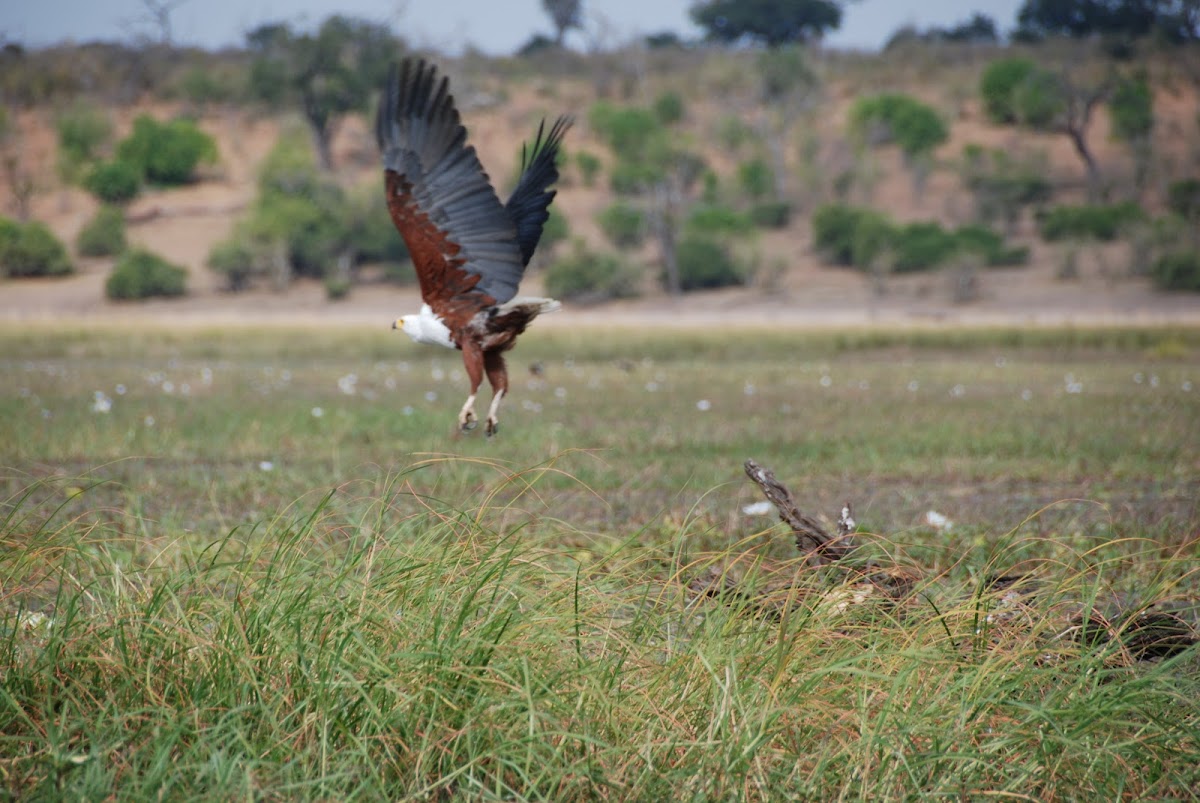 African Fish Eagle