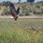 African Fish Eagle