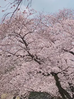 みんな必ず見なさい！お知らせ