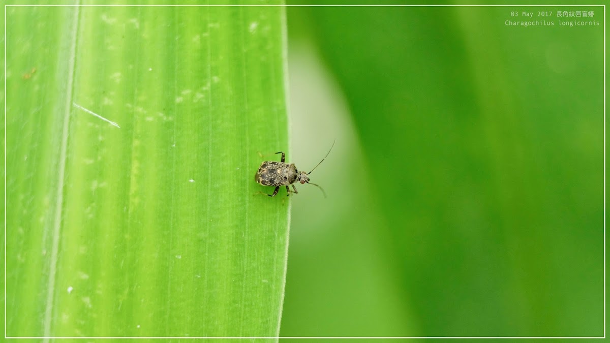 Charagochilus longicornis 長角紋唇盲蝽