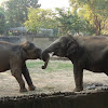 Elephants