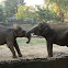 Elephants