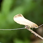 Large Longhorn Moth