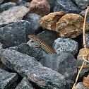 Eastern striped Skink