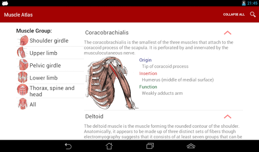免費下載健康APP|Anatomy: Atlas of Muscles app開箱文|APP開箱王