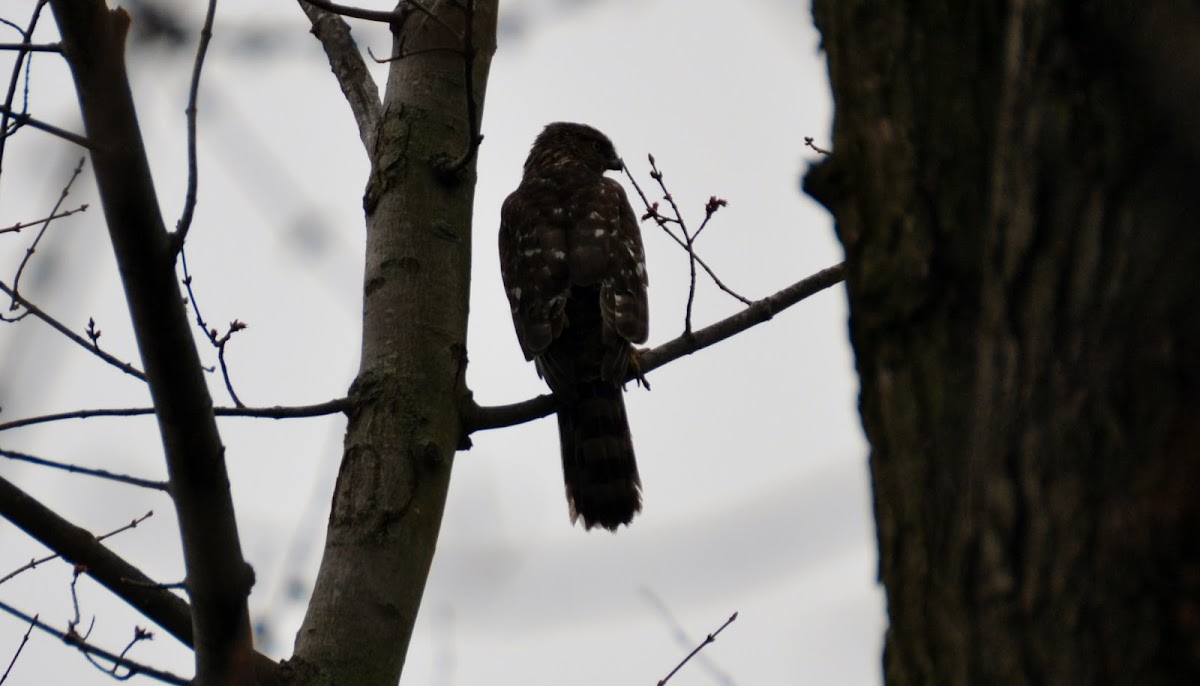 Cooper's Hawk