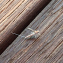 Unknown Mayfly