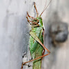 Great green bush-cricket