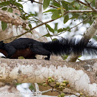 Prevost's squirrel