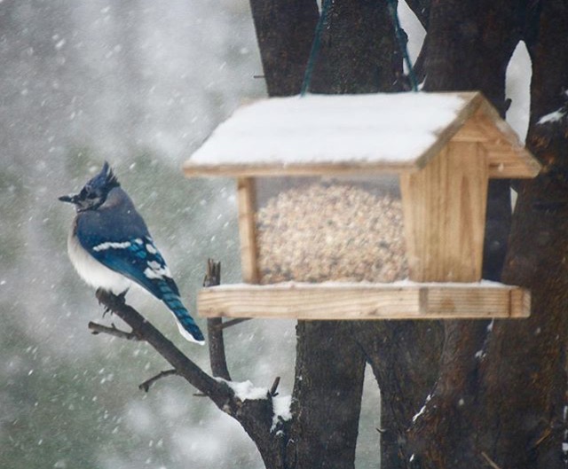 Blue Jay