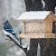 Blue Jay