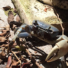 Blue Land Crab