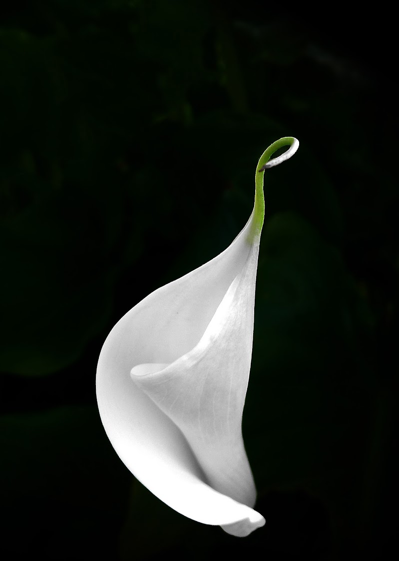 Calla di Pinco_Pallino