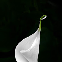 Calla di 