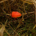 Vermillion Waxcap/Gewoon vuurzwammetje