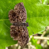 Tisias bent-skipper