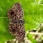 Tisias bent-skipper