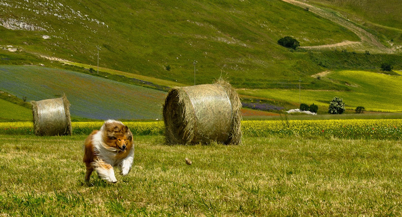 Correre a perdifiato di Concetta Caracciolo