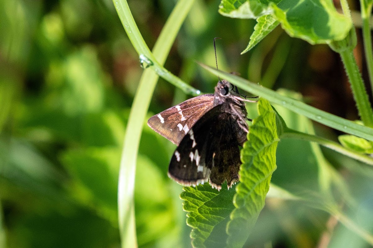 Southern Cloudywing