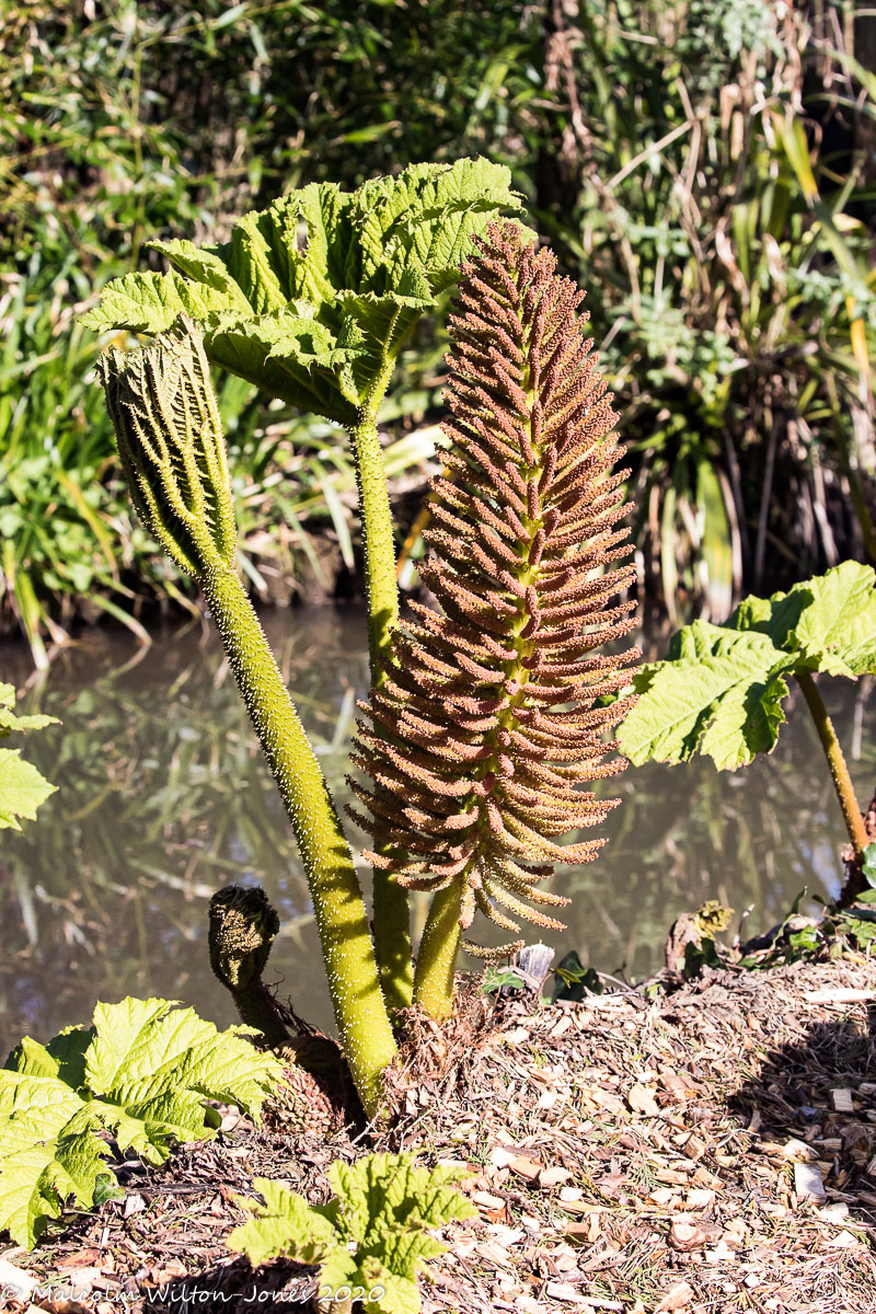 Brazilian Giant Rhubarb