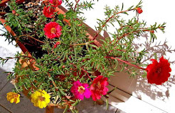 花Krokot