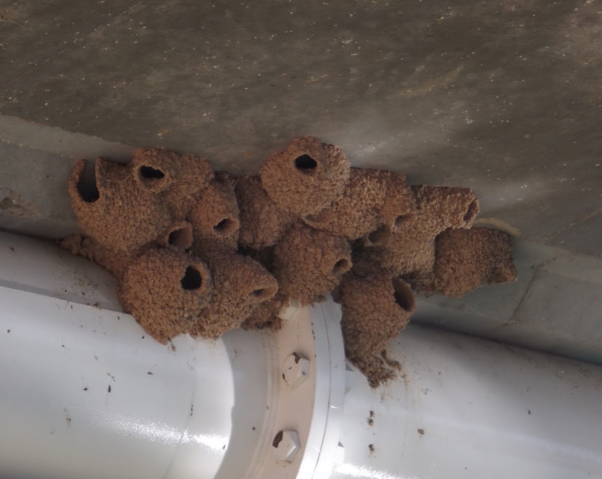 Cliff Swallow Nests