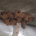 Cliff Swallow Nests